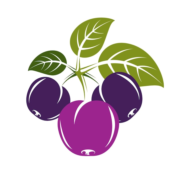 Prune Vectorielle Simple Pourpre Avec Des Feuilles Vertes, Illustration De Fruits Sucrés Mûrs. Aliments Sains Et Biologiques, Symbole De La Saison Des Récoltes.