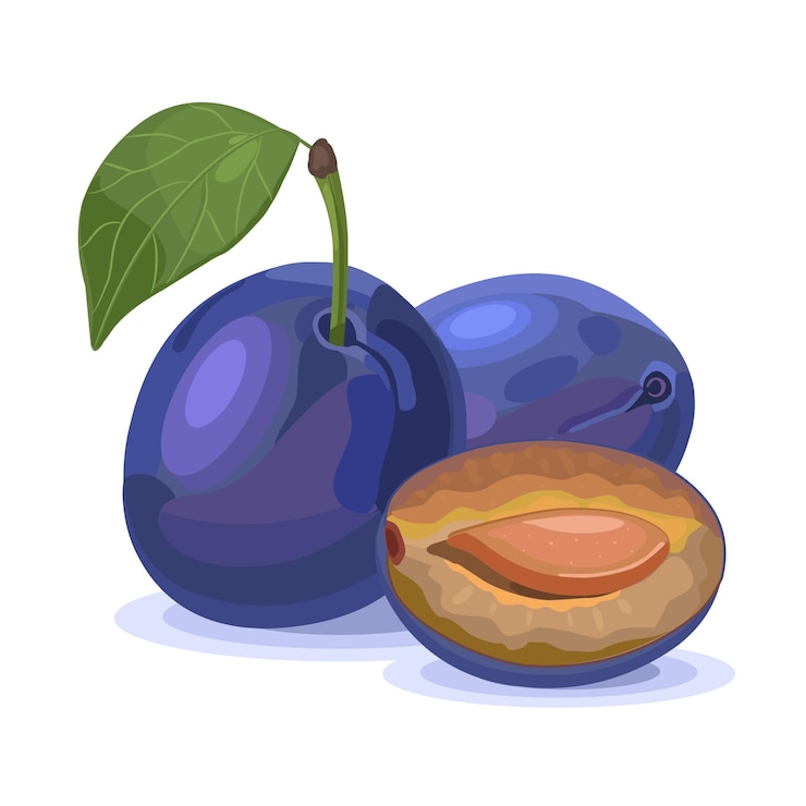 Vecteur prunes fraîches et un demi-morceau de feuille verte. illustration vectorielle isolée sur fond blanc