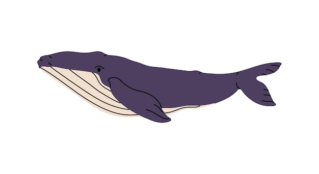 Vecteur la puissante baleine bleue ou à bosse nage dans l'eau grand animal de mer grand mammifère marin à nageoires faune sous-marine des océans arctique et atlantique illustration vectorielle isolée plate sur fond blanc