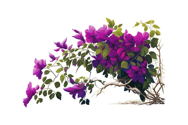 Purple Bougainvillea fleur tropicale bush escalade Vector illustration desing