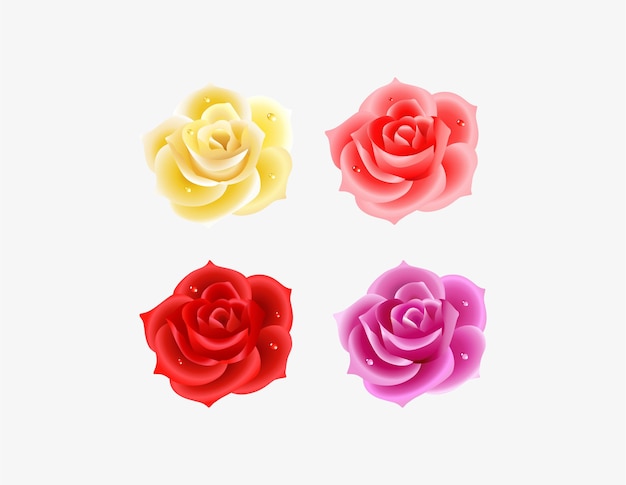 Quatre couleurs différentes de roses