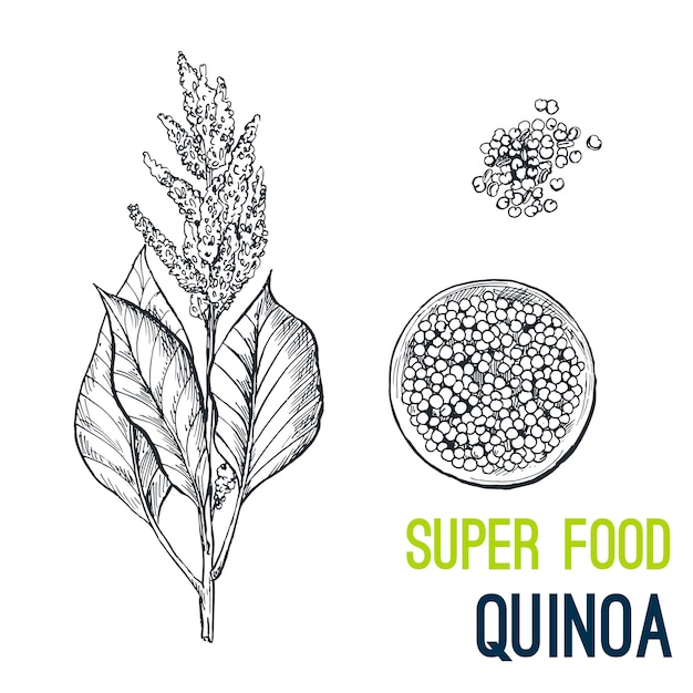 Quinoa. Super Nourriture Dessinée à La Main