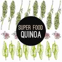 Vecteur quinoa