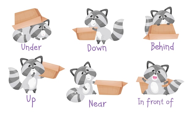 Raccoon mignon avec queue rayée et boîte en carton comme prépositions de l'ensemble vectoriel de démonstration de lieu