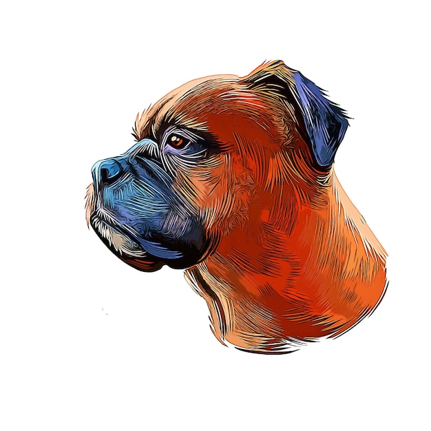 Vecteur race chien boxer croquis aquarelle illustration peinture dessinée main