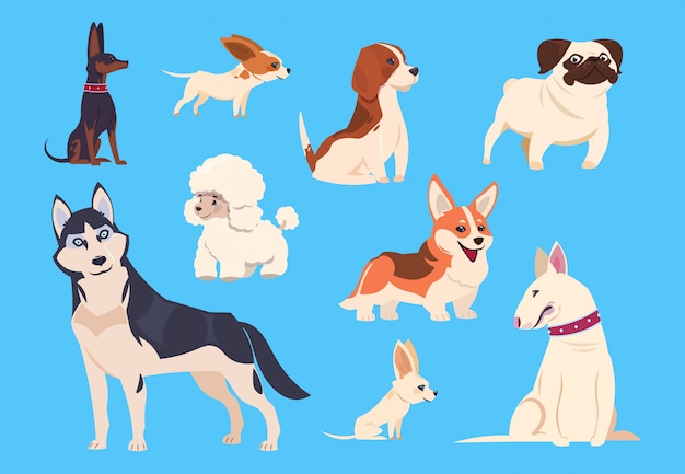 Races de chiens de dessin animé. Corgi et husky, caniche et beagle, carlin et chihuahua, bull terrier. Personnages d'animaux de compagnie comiques