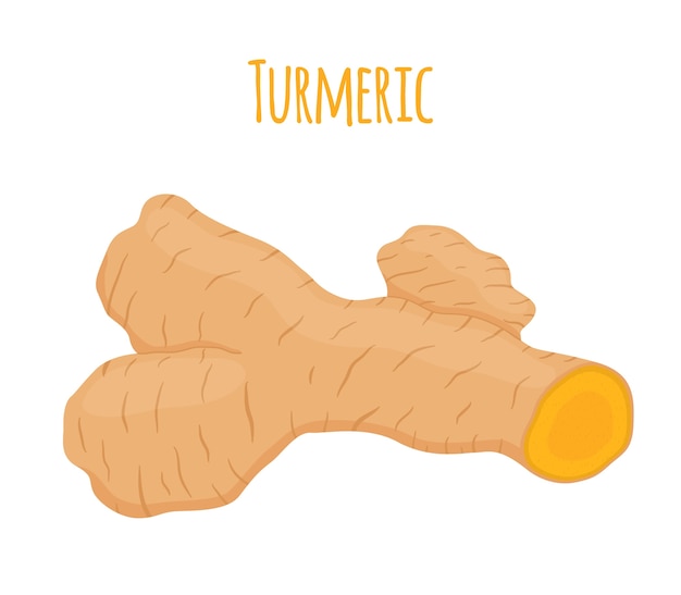 Vecteur racine de curcuma, épices, tranches