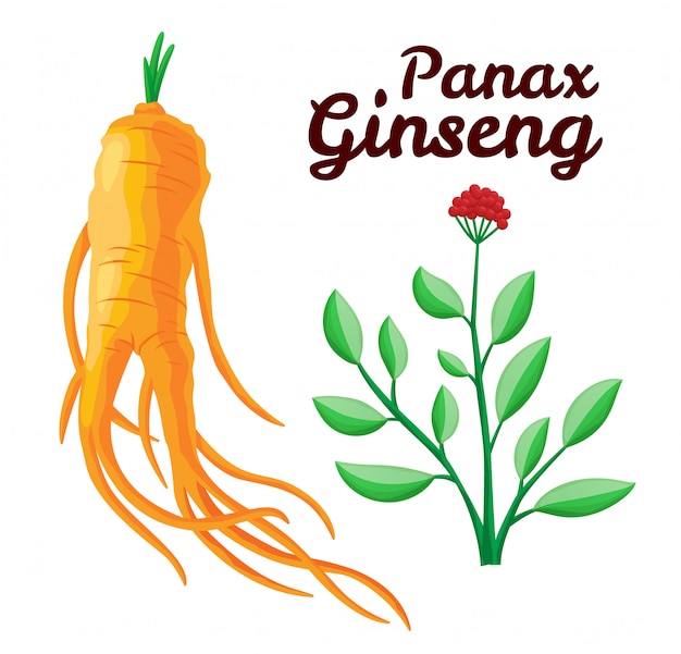 Vecteur racine et feuilles de ginseng panax. mode de vie sain. pour la médecine traditionnelle, le jardinage. les additifs biologiques le sont. illustration plat coloré de plantes médicinales. isolé sur fond blanc
