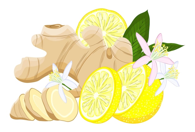 Vecteur racine de gingembre au citron. tranches de gingembre et de citron. plantes cicatrisantes