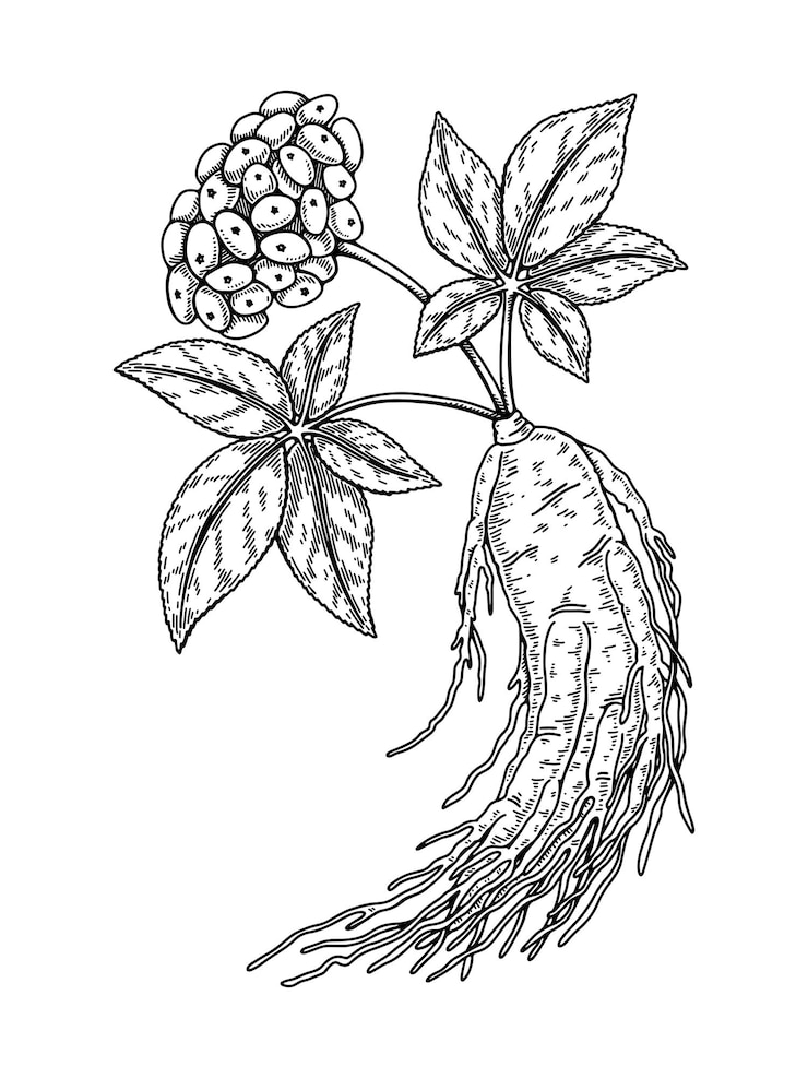 Vecteur racine de ginseng sauvage dessinée à la main avec des feuilles et des baies isolées sur fond blanc