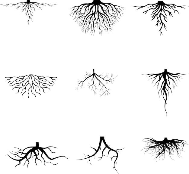 Les racines d'arbres noirs définissent l'illustration de la ligne vectorielle des plantes et du jardin