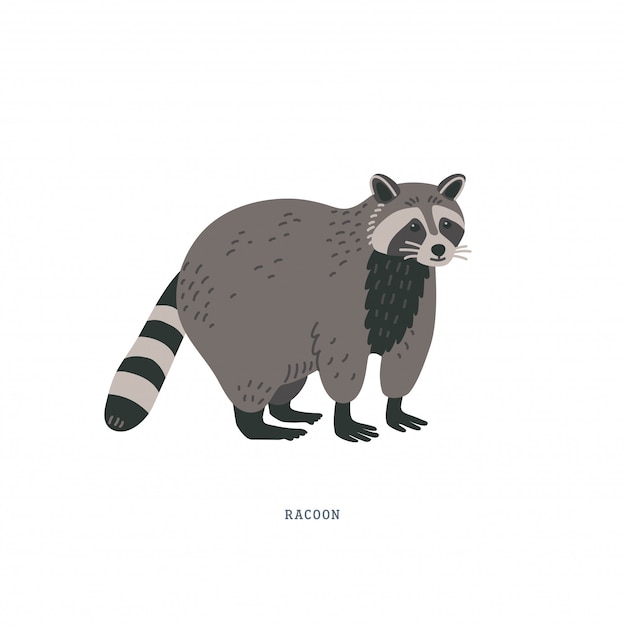 Racoon Ou Procyon Lotor.