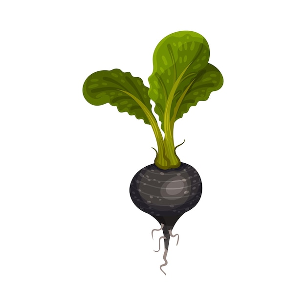 Vecteur radis noir comme légume racine avec illustration vectorielle de la partie végétale souterraine