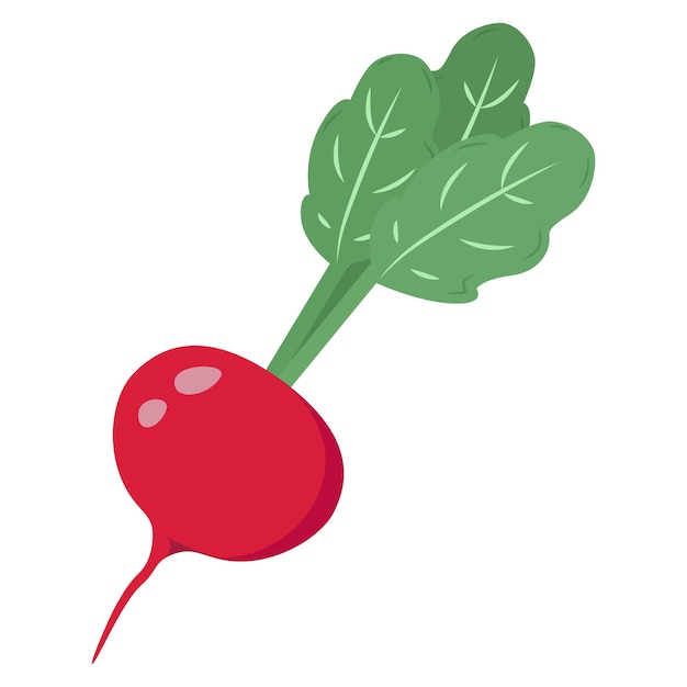 Radis vector clipart Illustration couleur sur le jardinage légumes nourriture végétarienne