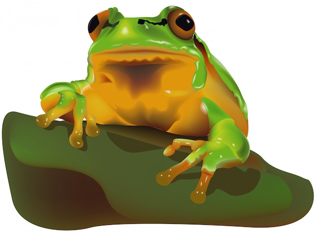 Rainette verte (Hyla arborea)