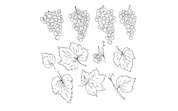 Raisins fruits nourriture vitamines illustration graphique croquis de doodle dessinés à la main livre de coloriage pour les enfants