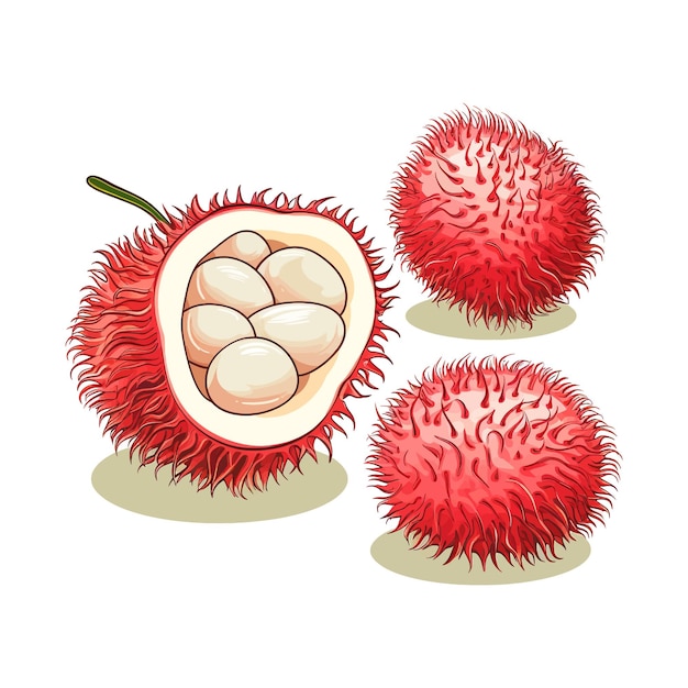 Vecteur rambutan dessiné à la main vector dessin animé isolé arrière-plan blanc