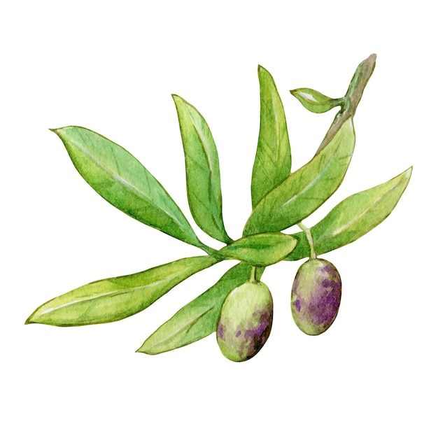 Rameau d'olivier aux olives vertes et violettes Aquarelle Botanique