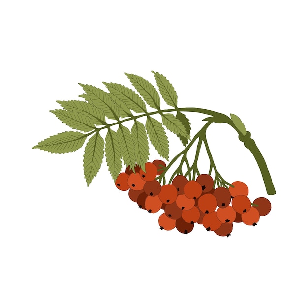 Vecteur rameau de rowan coloré (sorbus aucuparia) sur fond blanc.