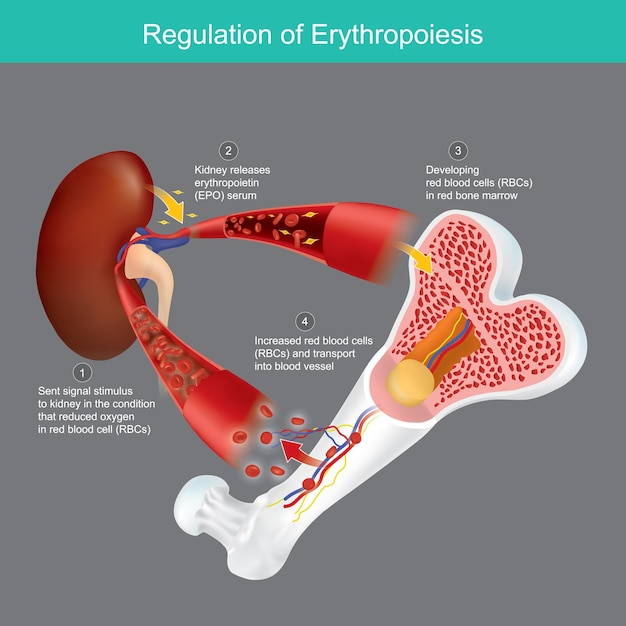 Vecteur régulation de l'érythropoïèse conditionne la production de globules rouges à partir de la moelle osseuse rouge lorsque l'oxygène dans les vaisseaux sanguins diminuexa