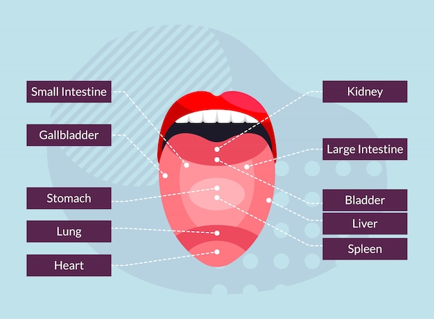 Relation Des Parties De La Langue Avec Les Organes Du Corps Humain - Illustration Infographique