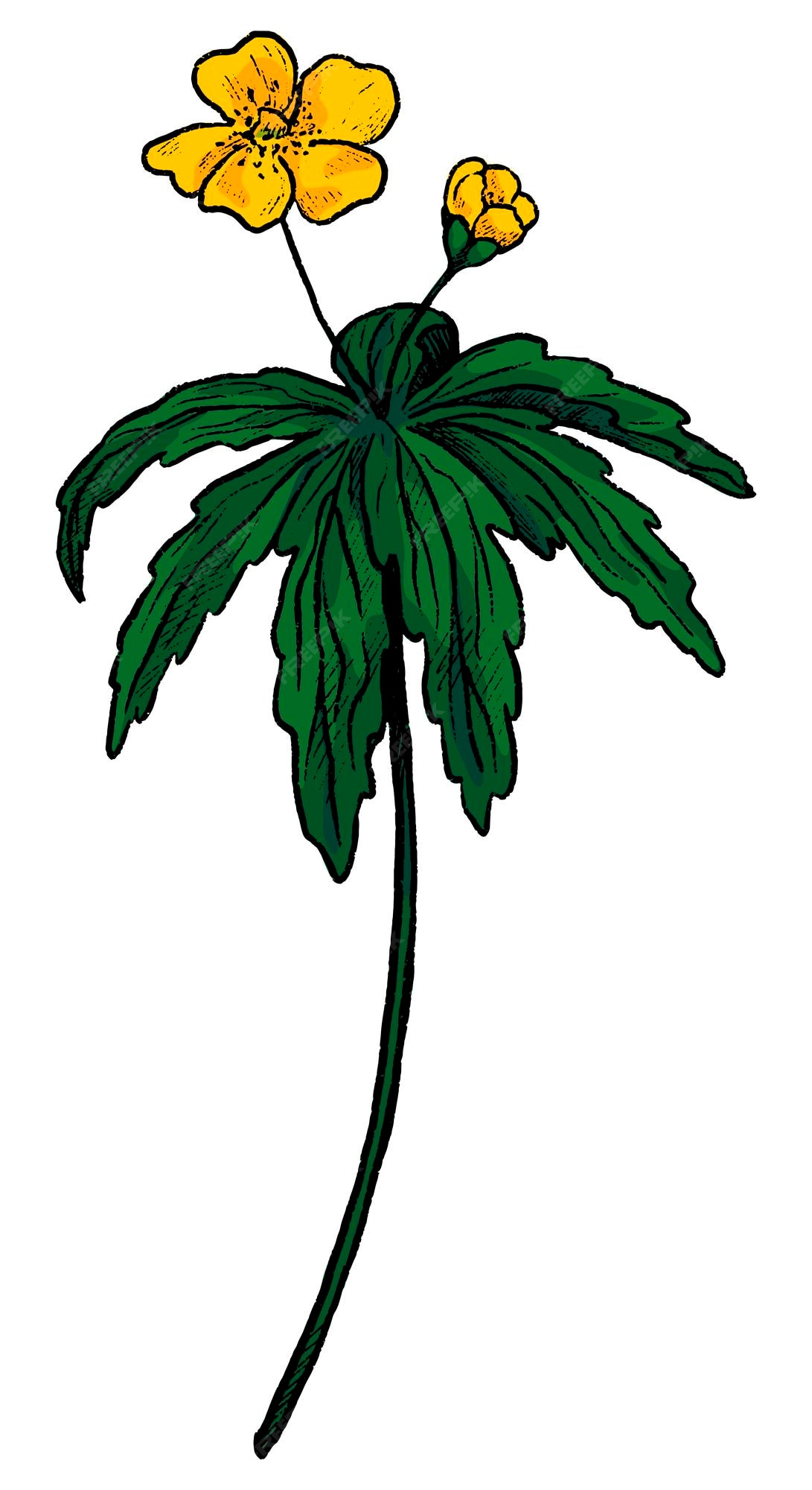 Renoncule Anémone Fleur Sauvage Dessin Botanique De Plante De Champ  Illustration Vectorielle Dessinés à La Main Clipart Vintage Coloré Isolé  Sur Blanc | Vecteur Premium