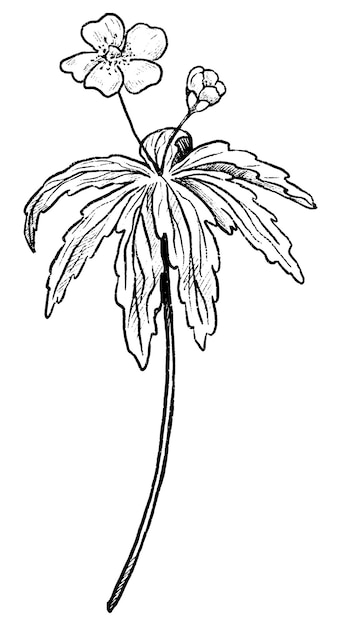 Renoncule Anémone Fleur Sauvage Dessin Botanique De Plante De Champ  Illustration Vectorielle Dessinés à La Main Contour Vintage Clipart Isolé  Sur Blanc | Vecteur Premium