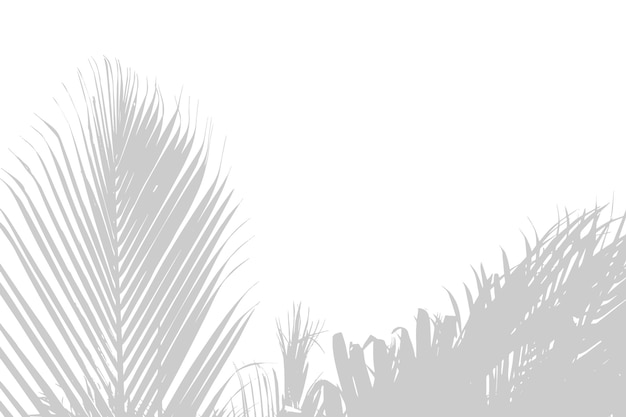 Vecteur résumé fond de feuilles de palmier ou de noix de coco ci-dessous ombre grise motif naturel