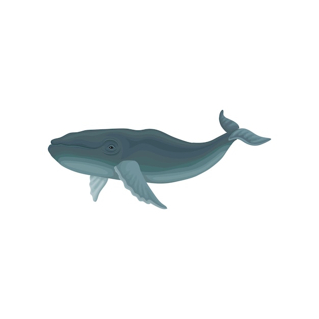 Rorqual Bleu Mammifère Marin Habitant De La Mer Et De L'océan Vector Illustration Sur Fond Blanc