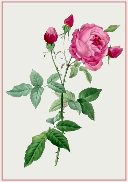 Rose aquarelle