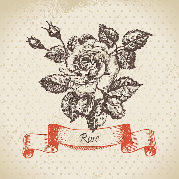 Rose. Design Vintage Dessiné à La Main