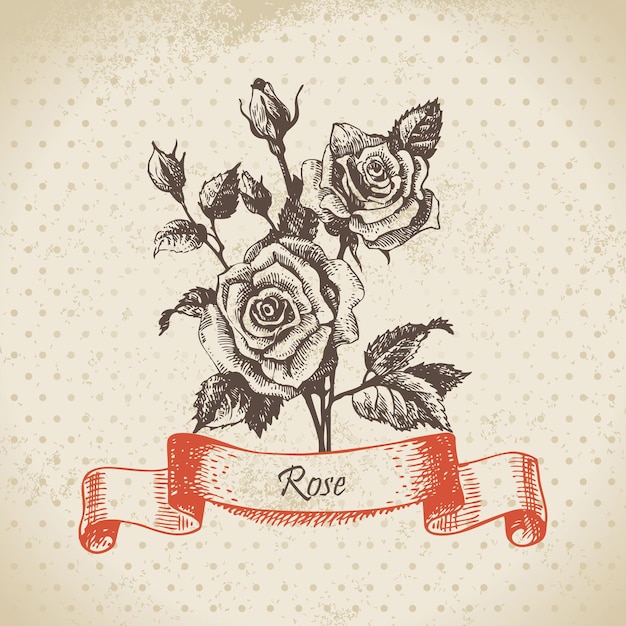 Rose. Design vintage dessiné à la main