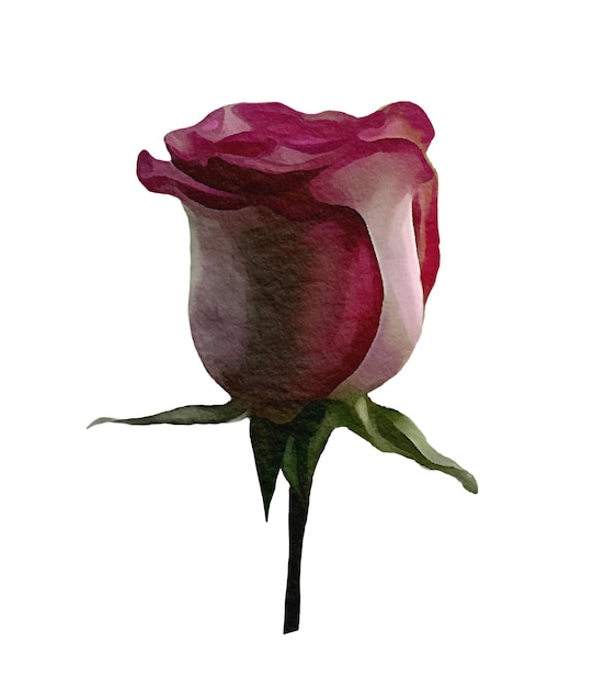 Rose fleur bourgeon plante nature aquarelle