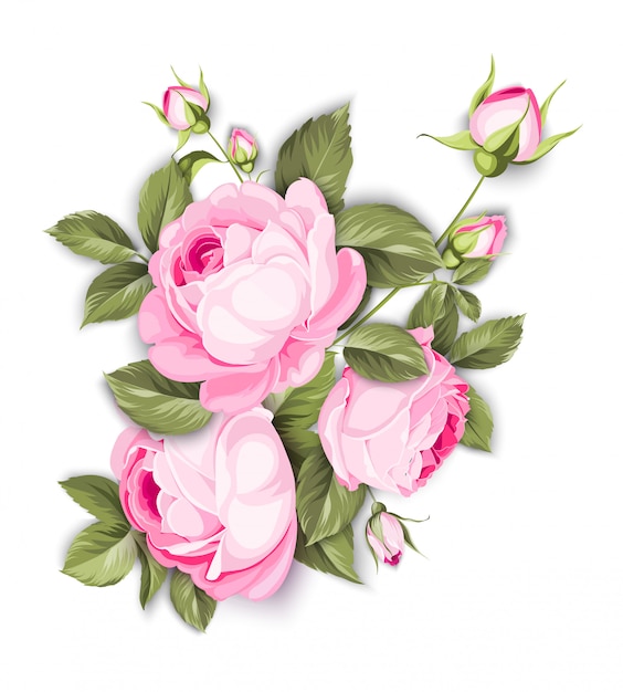 La rose en fleurs.