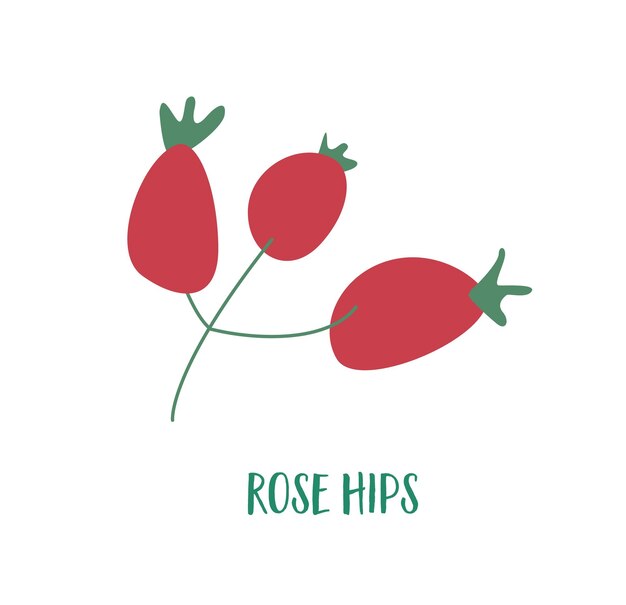 Une Rose à La Hanche Dessinée à La Main Sur Un Fond Blanc Des Baies Avec Beaucoup De Vitamine C Une Nourriture Saine Pour Les Végétaliens