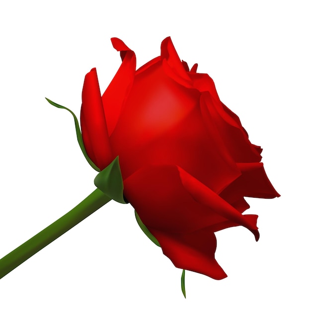 Rose jaune vecteur réaliste sur fond blanc