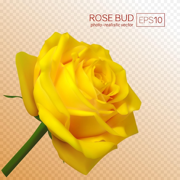 Rose Jaune Vecteur Réaliste Sur Fond Transparent