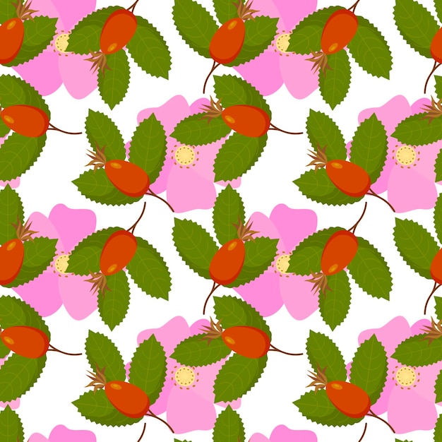 Rose Musquée Rose Motif Canina Fleurs Fruits Avec Des Feuilles De Baies Sur Fond Blanc Vector