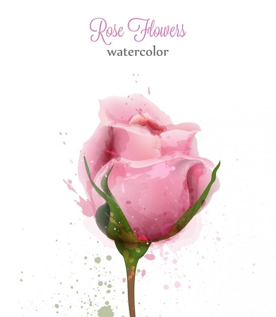 Rose rose aquarelle