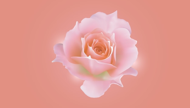 Rose rose isolée