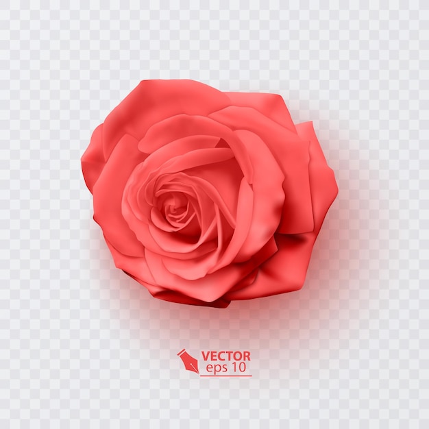 Vecteur rose rouge avec illustration réaliste d'ombre sur le format vectoriel de fond transparent