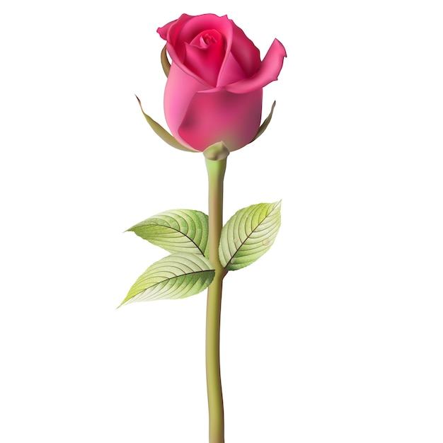 Rose rouge orange.