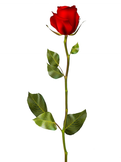 Rose rouge réaliste.