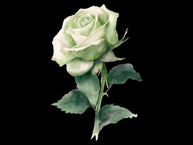 une rose verte est représentée sur un fond noir