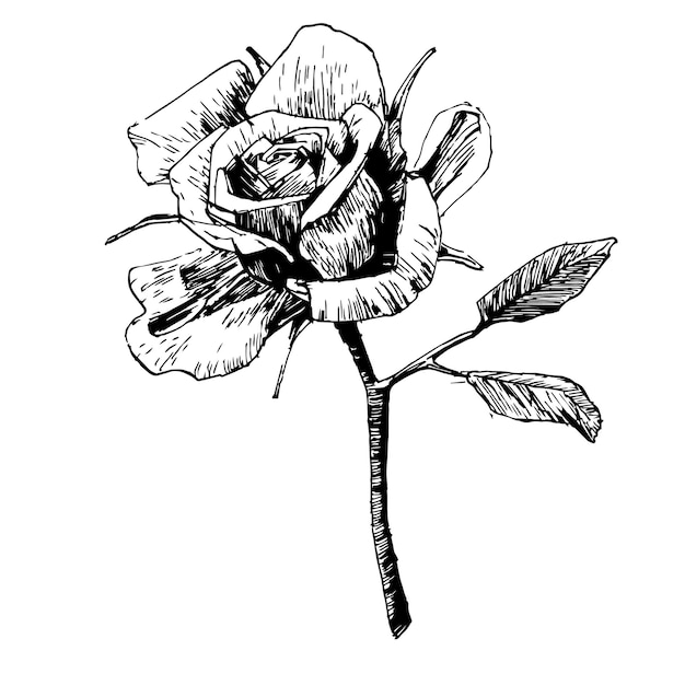 Une Rose.