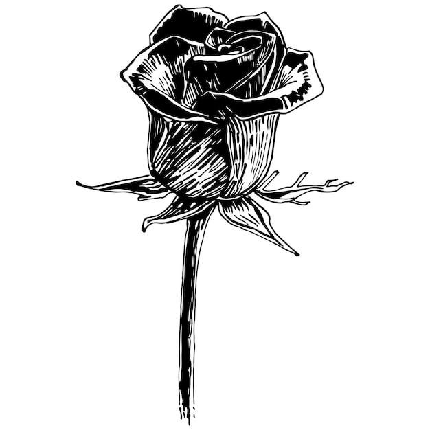 Une rose.