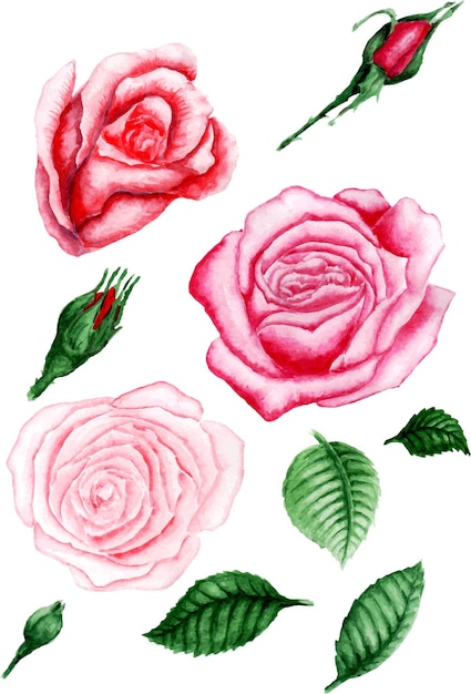 Roses Aquarelle fixés