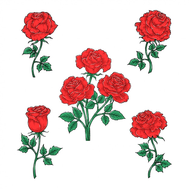 Roses Illustration Set