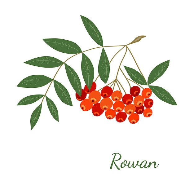 Rowan En Couleur