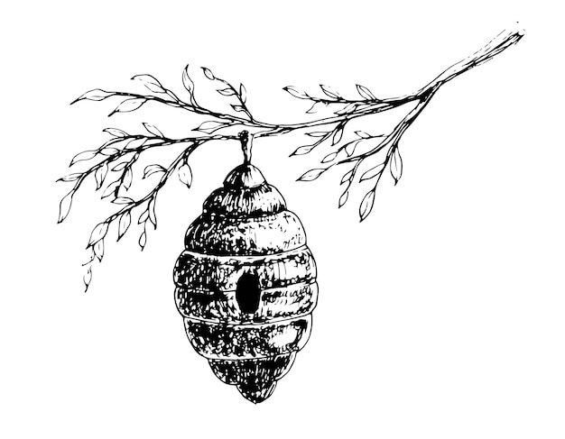 Ruche d'abeille avec branche d'arbre. Croquis de Beehive dessiné à la main de vecteur dans un style vintage rétro. Je gravé